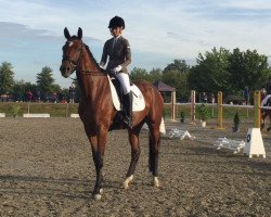 broodmare Die Deichgräfin (Holsteiner, 2011, from Leandro)