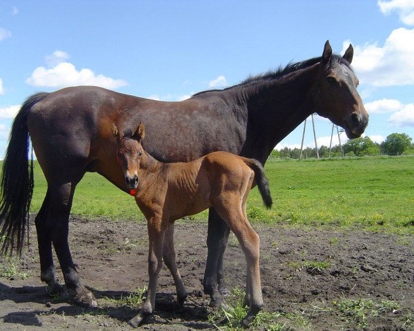 broodmare Cuntints (Westphalian, 2005, from Castillo)