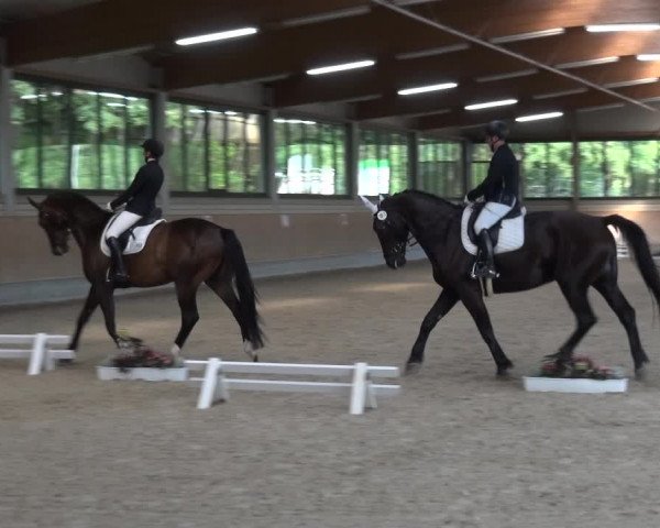 Reitturnier Bergisch Classics - Hebborner Hof 2019