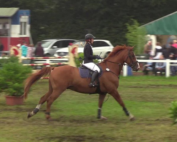 Reitturnier Langstedt-Bollingstedt 2019