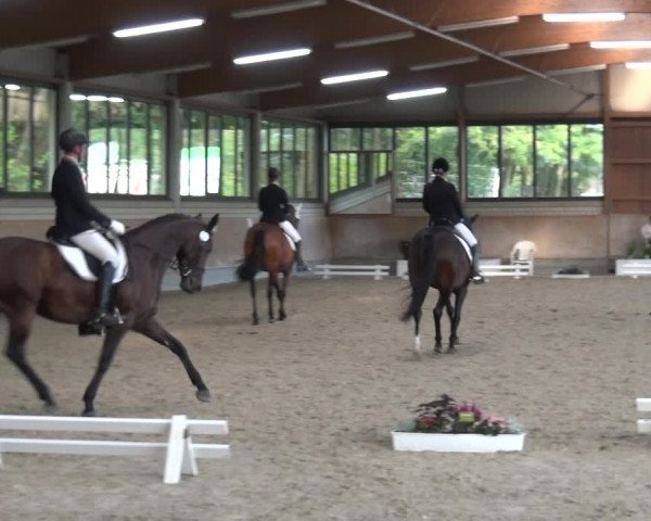 Reitturnier Bergisch Classics - Hebborner Hof 2019