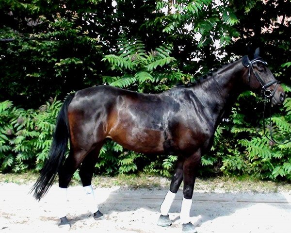 Springpferd Control S (Deutsches Sportpferd, 2009, von Contenaro)