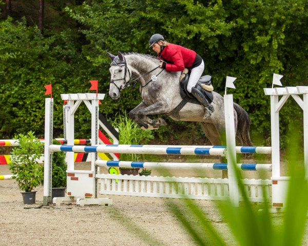 jumper Cynar Z (Zangersheide riding horse, 2011, from Calvados)