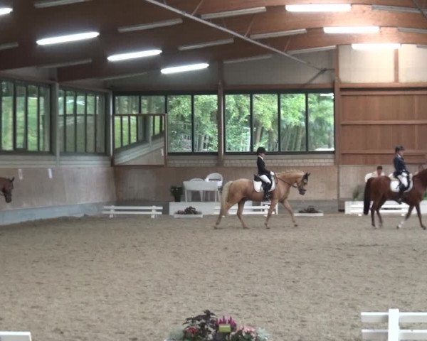 Reitturnier Bergisch Classics - Hebborner Hof 2019