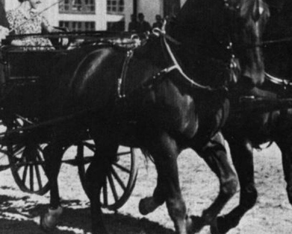 stallion Grafit (Swedish Warmblood, 1928, from Tribun)