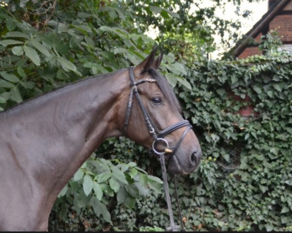Springpferd For Ed (Hannoveraner, 2008, von For Edition)