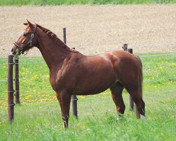 Springpferd Quito Cool (Westfale, 2010, von Quipeggio)