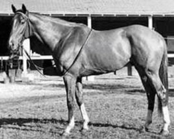 Deckhengst Bold Lad xx (Englisches Vollblut, 1962, von Bold Ruler xx)