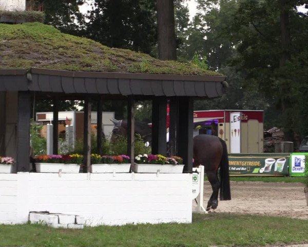 Reitturnier Datteln 2019