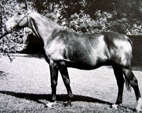 Deckhengst Laisser Courre (Selle Français, 1955, von Ultimate xx)