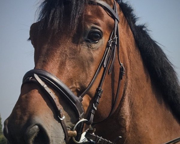 jumper Chiccolini (German Sport Horse, 2007, from Casander)