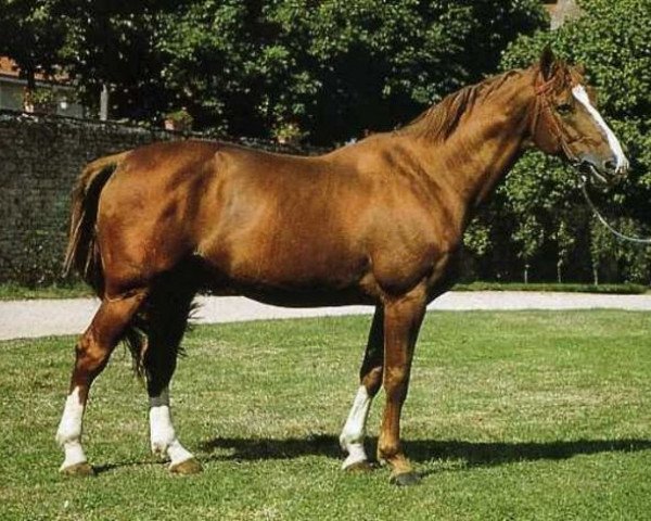 Deckhengst Origant (Selle Français, 1980, von Uriel) Deckhengst Origant (Selle Français, 1980, von Uriel)