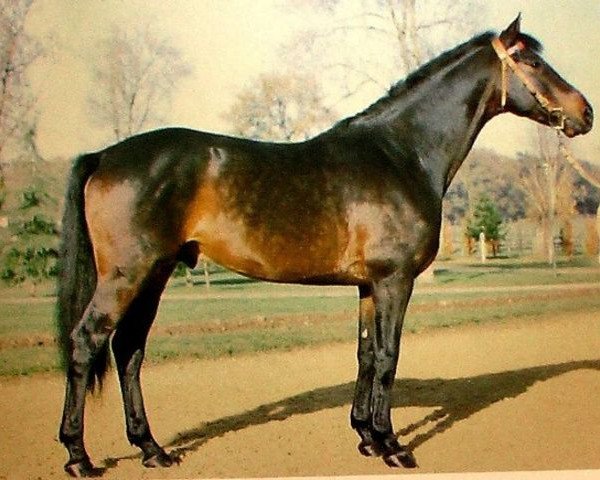 Deckhengst Neptune d'Alary AA (Anglo-Araber, 1979, von Pancho II AA) Deckhengst Neptune d'Alary AA (Anglo-Araber, 1979, von Pancho II AA)