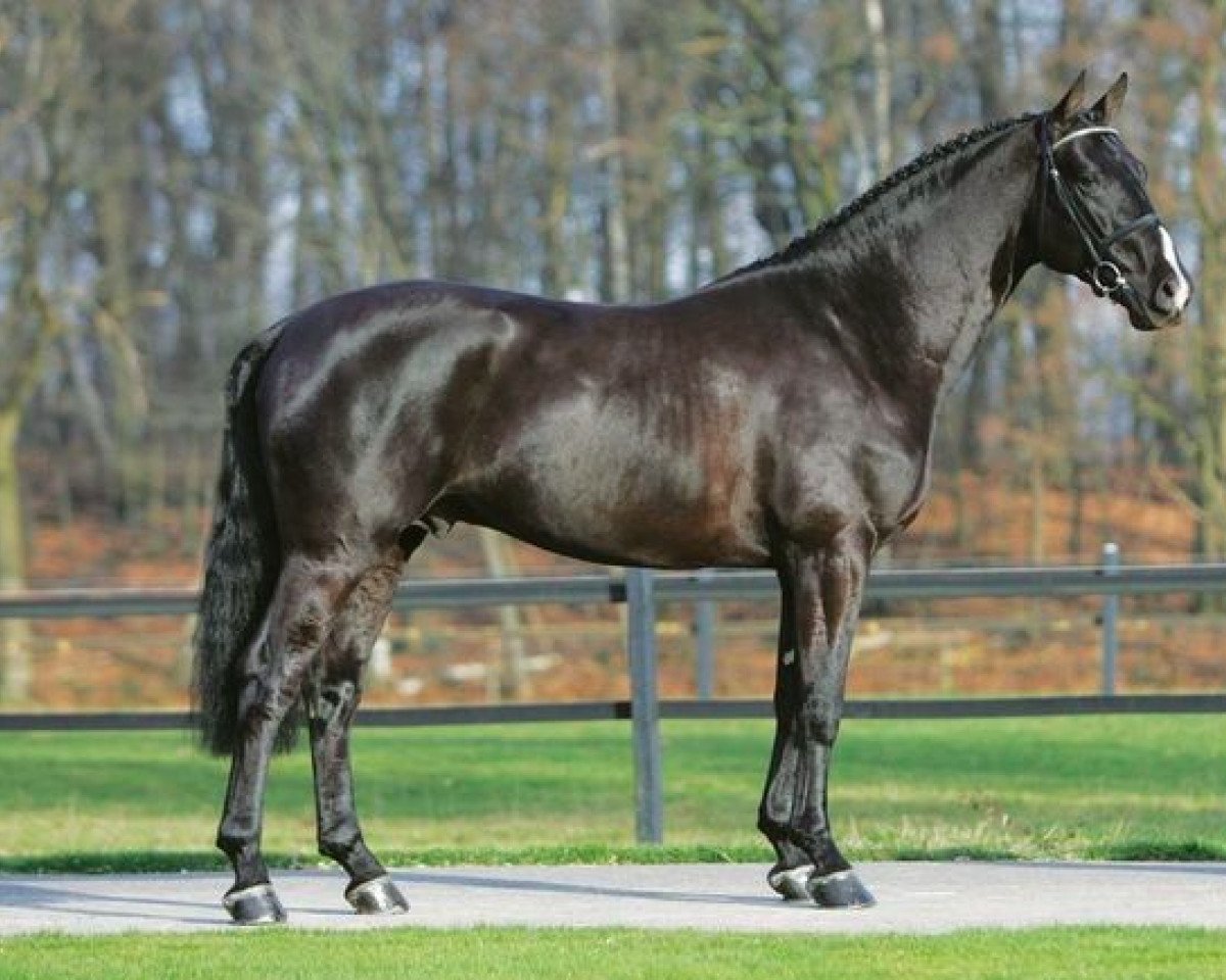 Stallion Ukato (Hanoverian, 2001, from Stakkato)