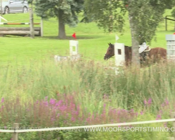 Reitturnier Aadorf 2019