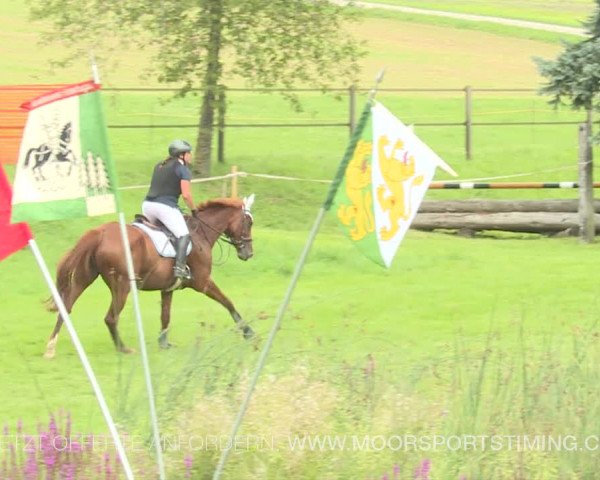 Reitturnier Aadorf 2019