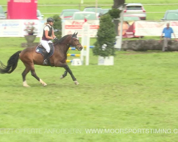 Reitturnier Aadorf 2019