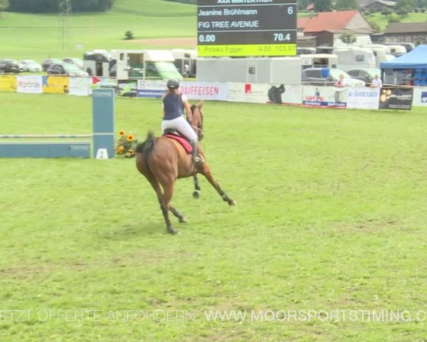 Reitturnier Aadorf 2019