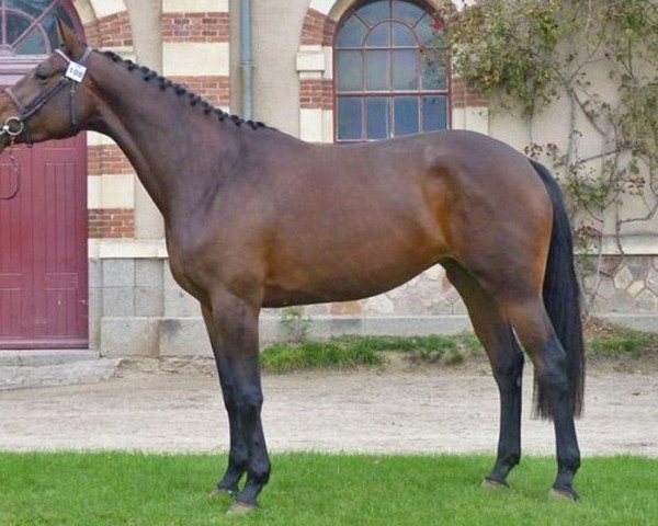 Zuchtstute Tzarine du Pestel (Selle Français, 2007, von Diamant de Semilly)