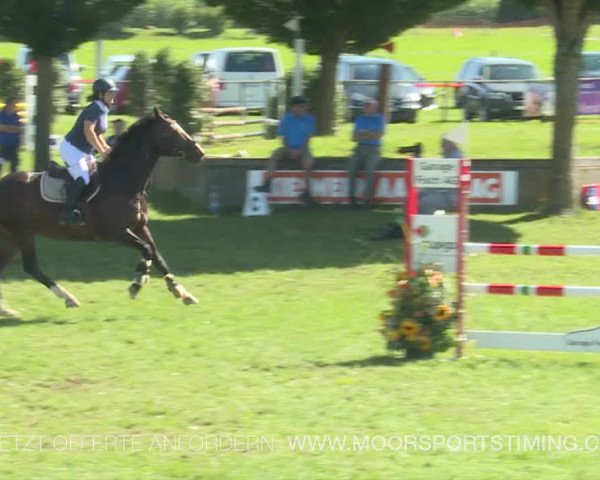Reitturnier Aadorf 2019