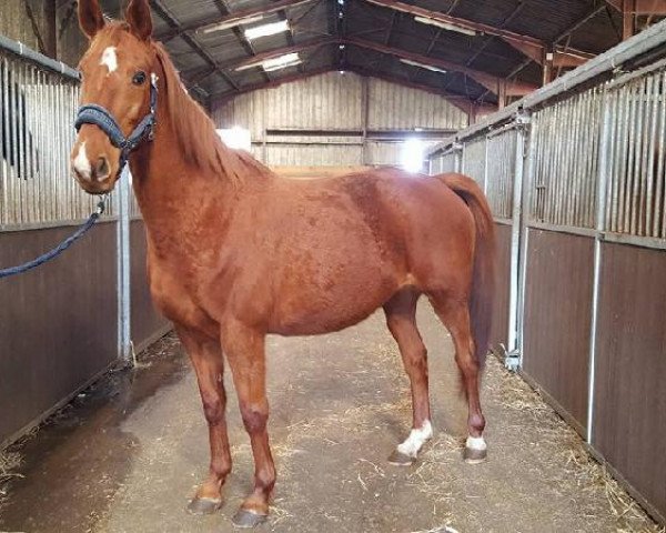 broodmare Ombrine du Fenaud (Selle Français, 2002, from Quat'Sous)