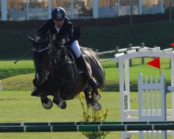 stallion SIEC Caro Ass (Holsteiner, 1998, from Caretino)