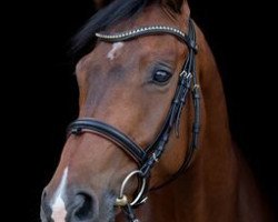 dressage horse Luigi 246 (Oldenburg, 2007, from Lord Sinclair I)