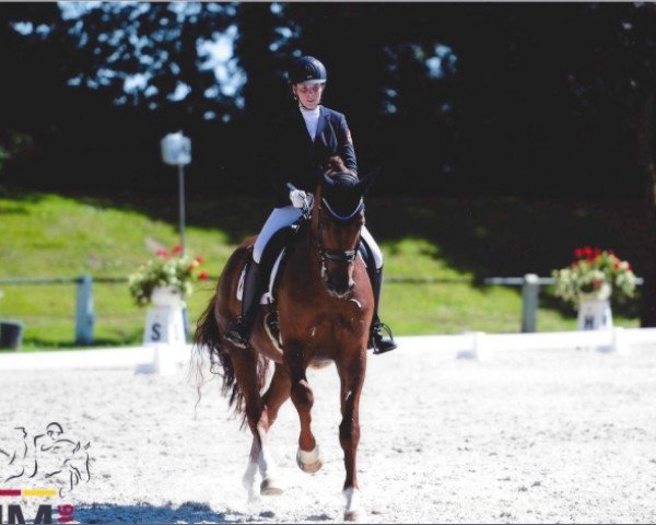 dressage horse Fairmont 10 (Westphalian, 2008, from Fürst Piccolo)