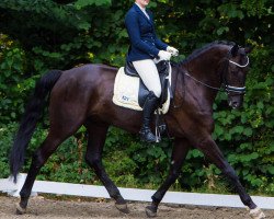 dressage horse Step By Step 3 (Westphalian, 2007, from Sacre Coeur)