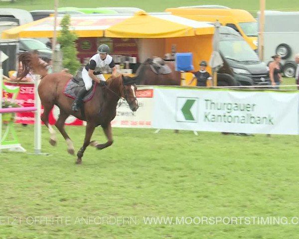 Reitturnier Aadorf 2019