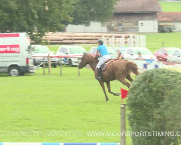 Reitturnier Aadorf 2019