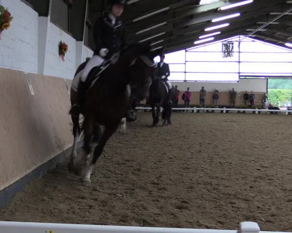 Reitturnier Datteln 2019