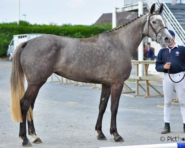 horse Urling d'Auvers (Selle Français, 2008, from Mylord Carthago)