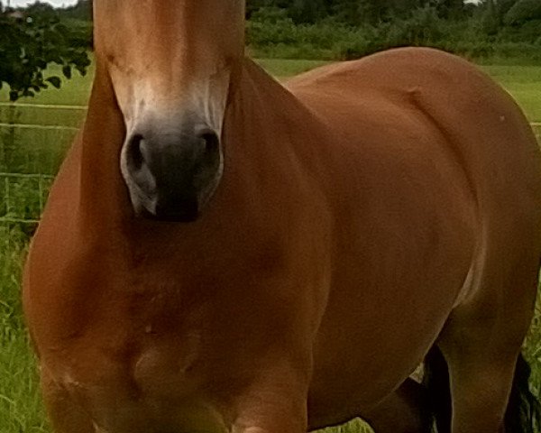 Pferd Rocky (Deutsches Reitpony, 2008, von Unbekannt Pony)