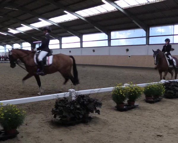 Reitturnier Datteln 2019