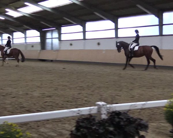 Reitturnier Datteln 2019