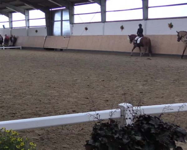 Reitturnier Datteln 2019