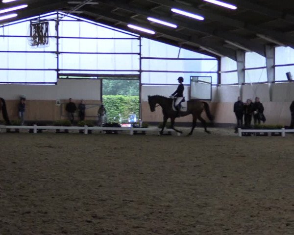 Reitturnier Datteln 2019