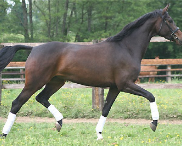 horse Tacoma d'Horset (Selle Français, 2007, from Sandreo)