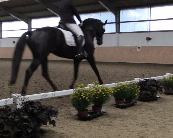 Reitturnier Datteln 2019
