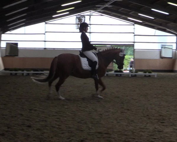Reitturnier Datteln 2019