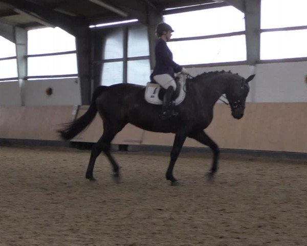 Reitturnier Datteln 2019