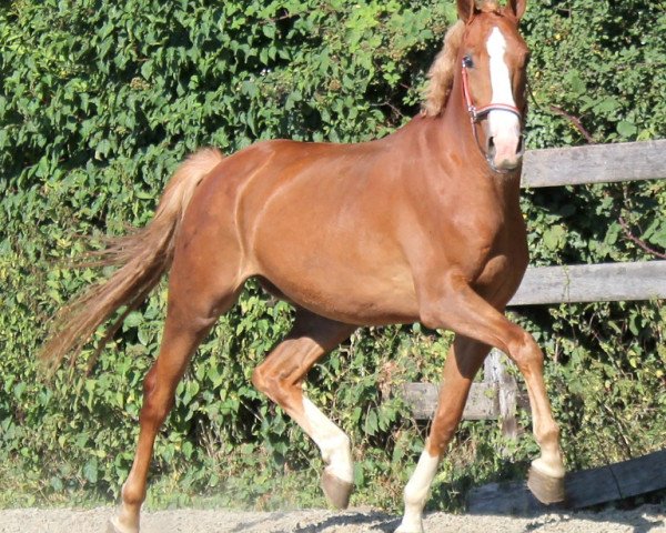 Pferd Hero (KWPN (Niederländisches Warmblut), 2013, von Chagallo's Charming Boy)