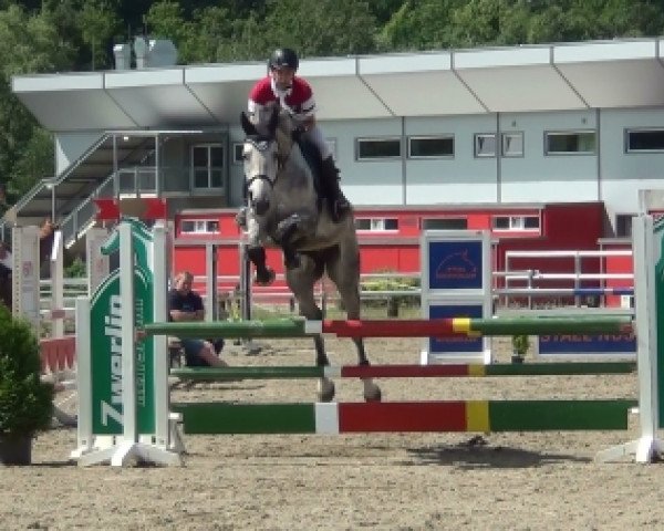 Springpferd Contador (Holsteiner, 2008, von Contendro I)