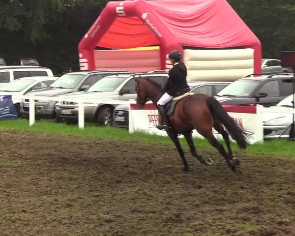 Reitturnier Langstedt-Bollingstedt 2019