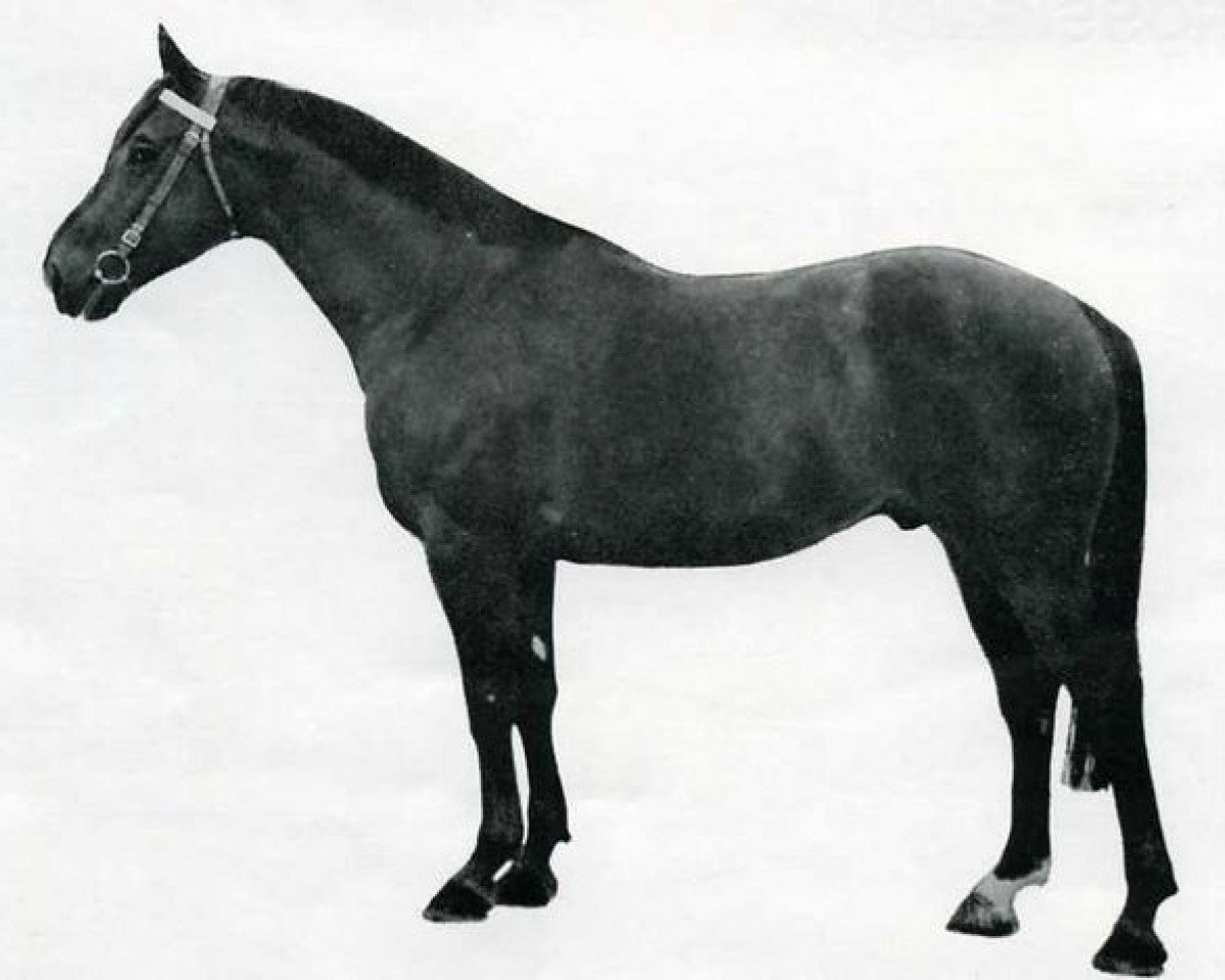 Deckhengst Rossignol (Selle Français, 1961, von Le Mioche xx)
