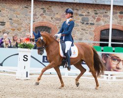 broodmare Wonderful Girl (Hessian Warmblood, 2007, from Wimbledon)