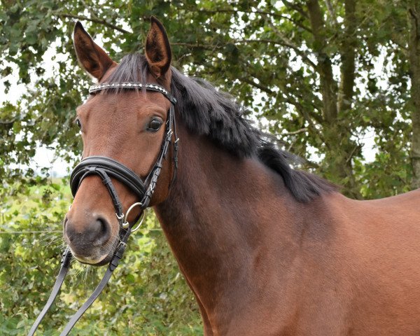 broodmare Amy-Lejuba (Oldenburg, 2011, from Belissimo NRW)