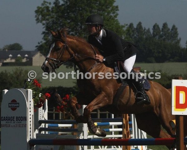 Springpferd Sherif du Granit (Selle Français, 2006, von Gabyscion)