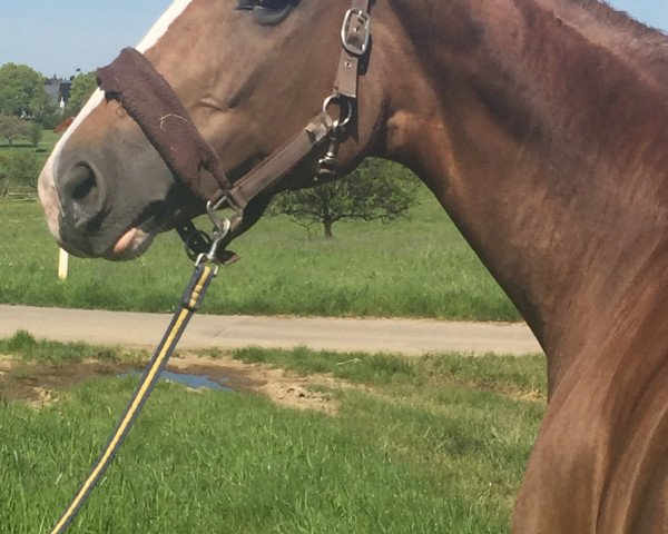 broodmare Suzi la rose du sable (Oldenburg, 2008, from Sir Donnerhall I)